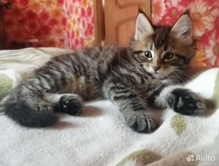 Котята мейн-кун