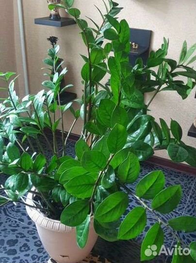 Долларовое дерево. Замиокулькас