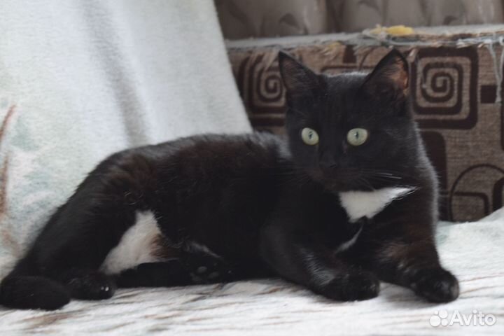 Кошка ищет дом