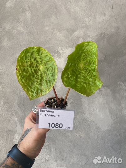 Бегония фитоенсис