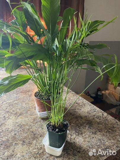 Спатифиллум