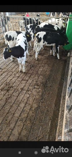 Бычки и телята