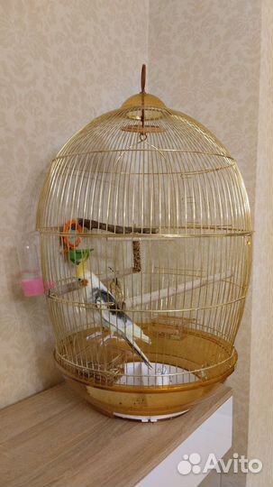 Попугай корелла с клеткой