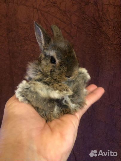 Карликовые домашние крольчата.1 мес