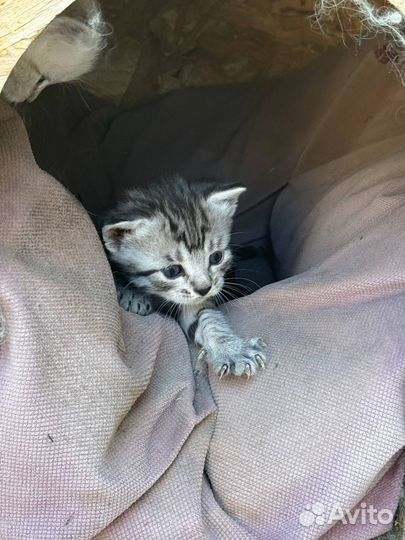 Котята в добрые руки