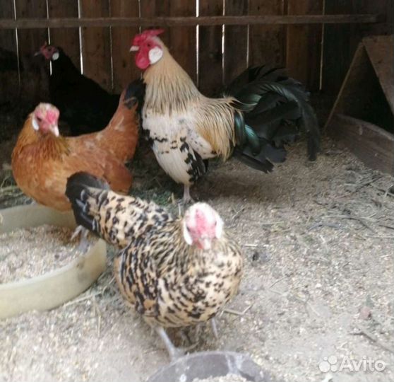 Карликовые куры