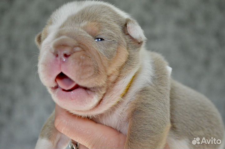 Английский бульдог