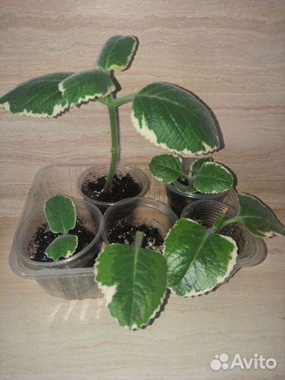 Комнатная мята