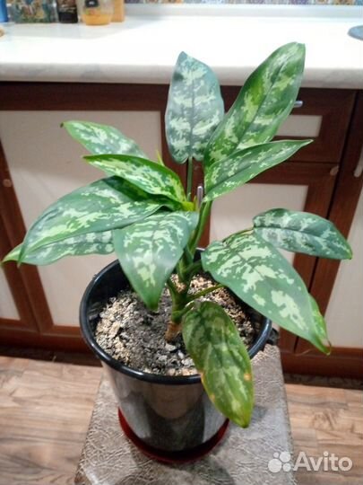 Домашние цветы