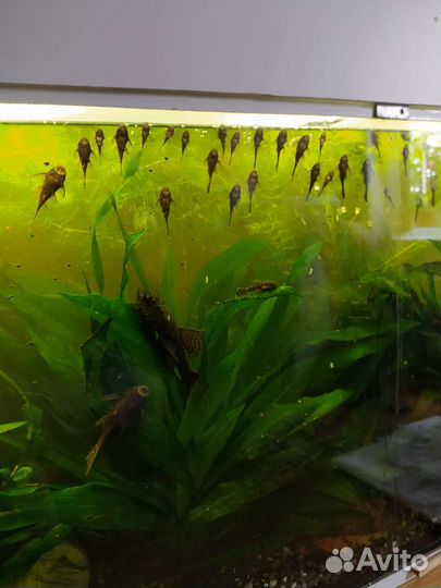 Аквариумные рыбки сомики