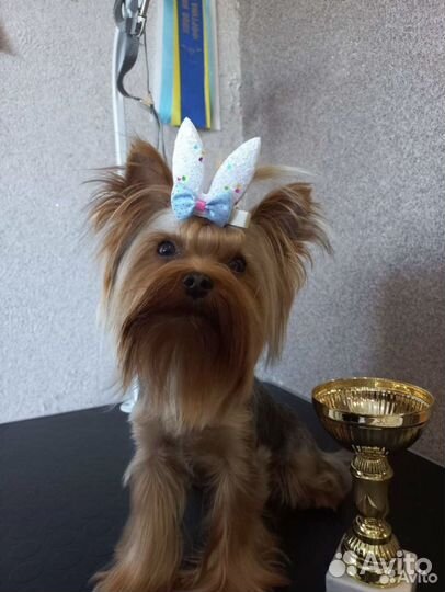 Супер мини жених беби фейс