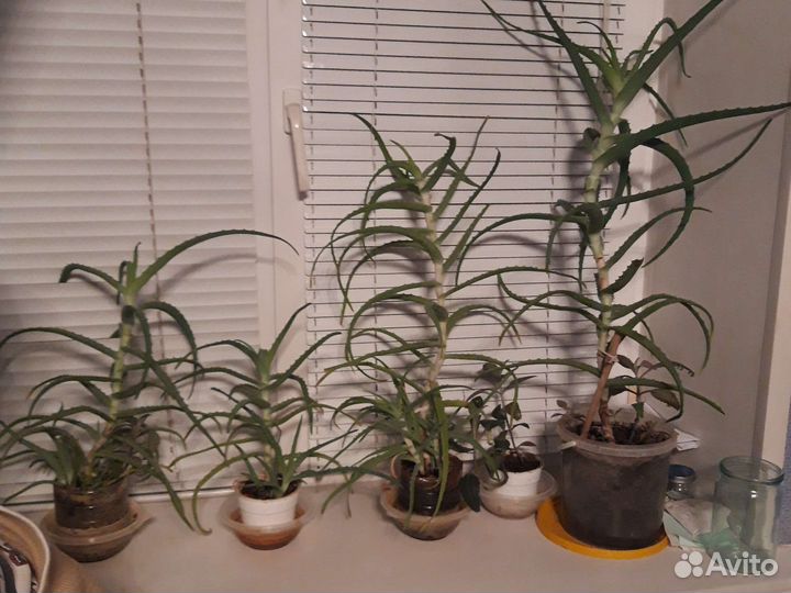 Алоэ лечебный