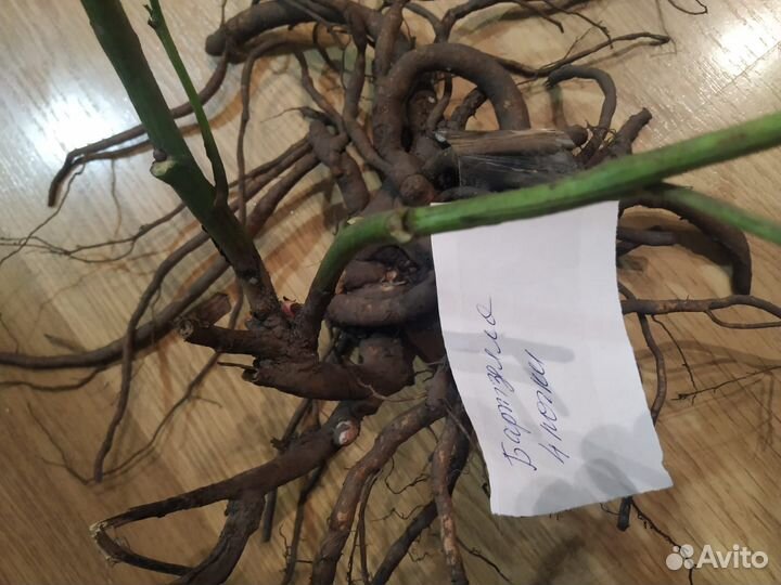 Пионы Ито -гибриды