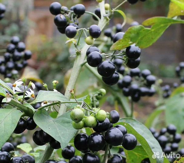 Паслён шершавый