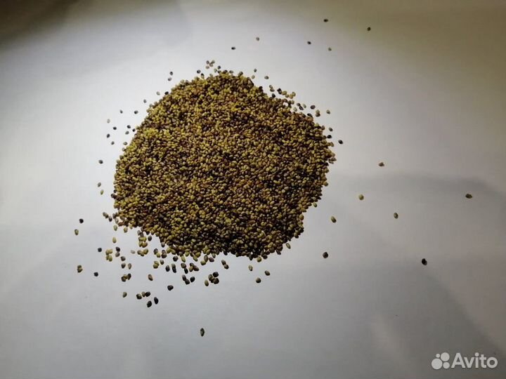 Клевер красный