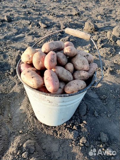 Домашний картофель