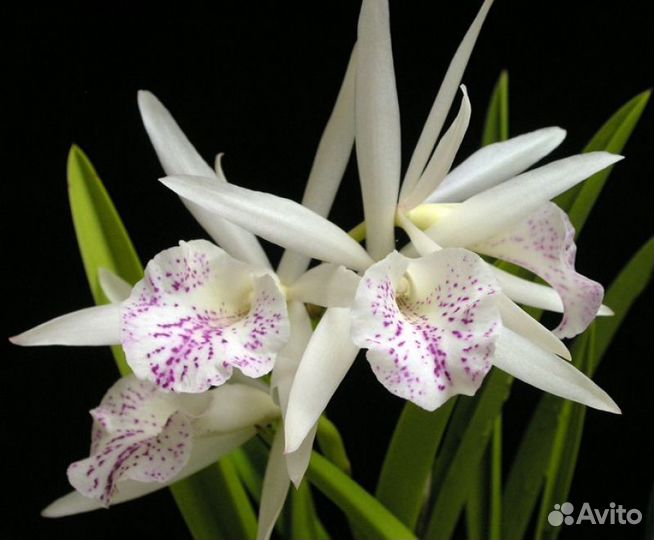 Орхидея брассавола