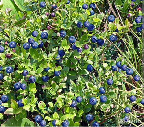 Черника свежая