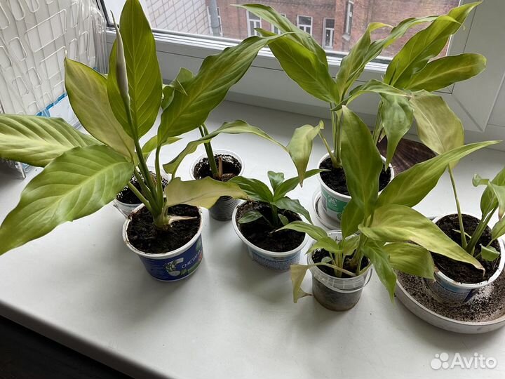 Спатифиллум Уоллиса (Spathiphyllum wallisii)