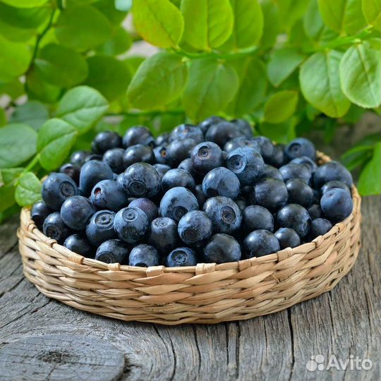 Ягоды черника