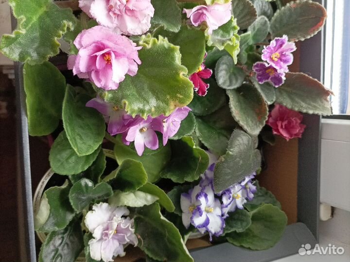 Фиалки очень к