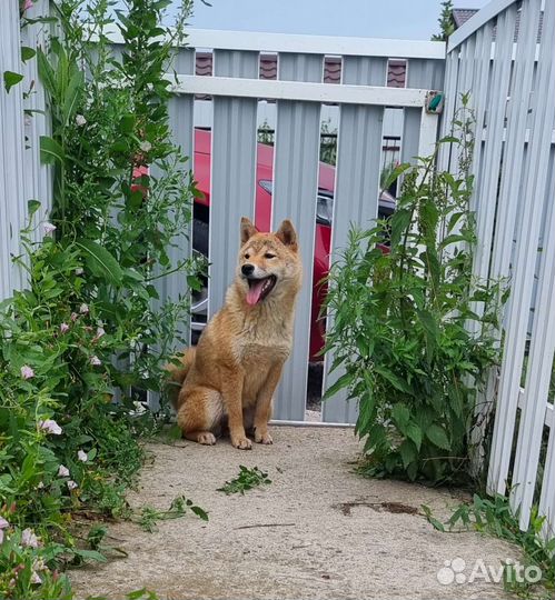 Сиба шиба ину