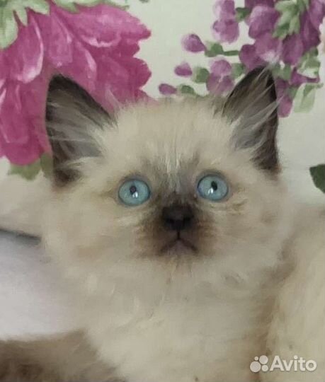 Котята