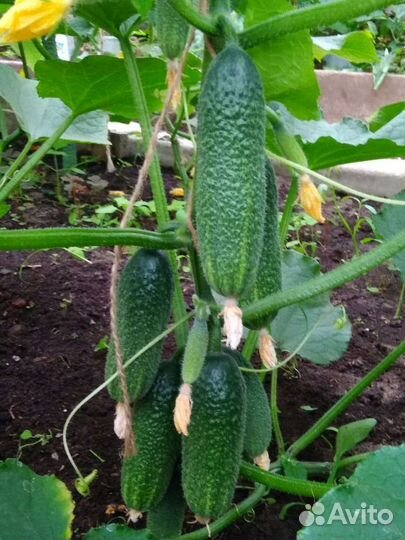 Огурцы, помидоры, черный крыжовник, смородина