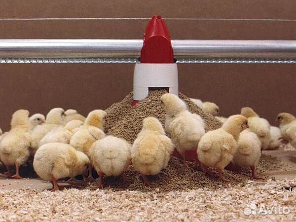 Комбикорм для Бройлеров Старт