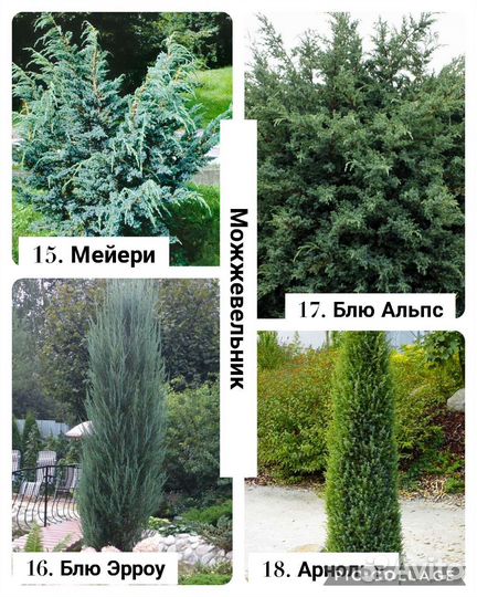 Можжевельник, туя, пихта, кипарисовик