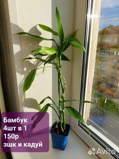 Фикус,кротон,диффенбахия, декабрист бамбук