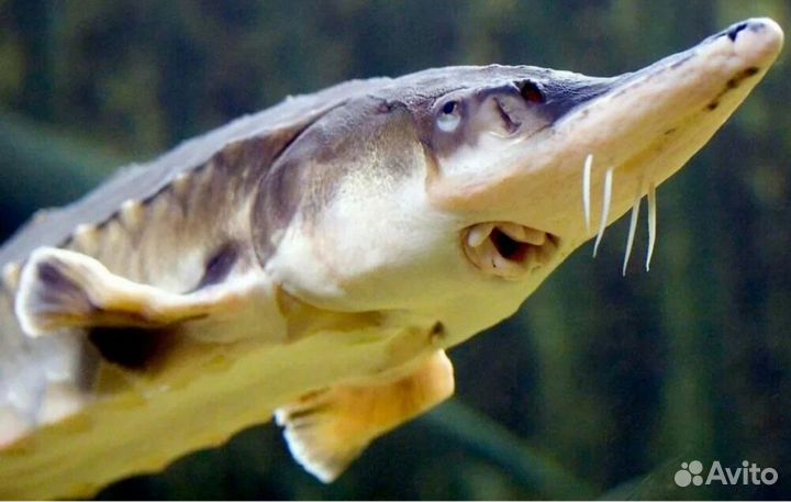 Рыба свежемороженая (царская)