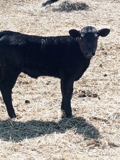 Коровы и бычки