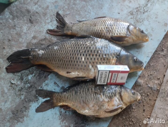 Рыбалка 35км от Самары