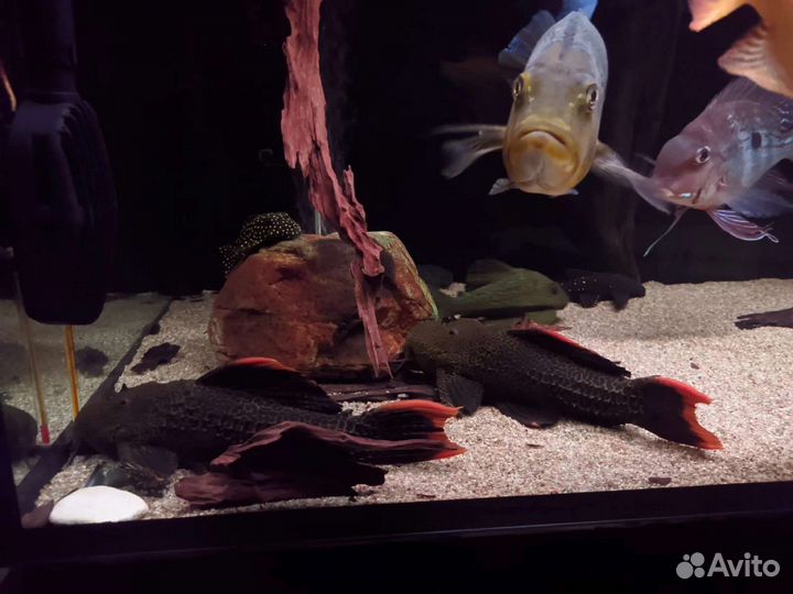 Номерные l-сомы, l-600