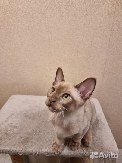 Бурманские котята