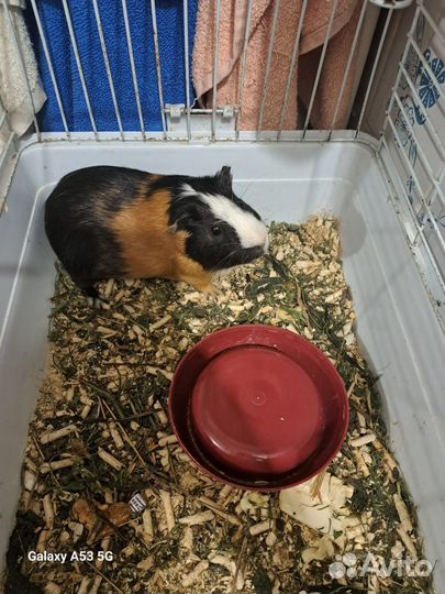 Морская свинка