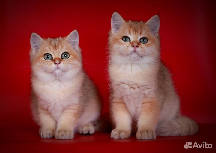 Малыши для вас