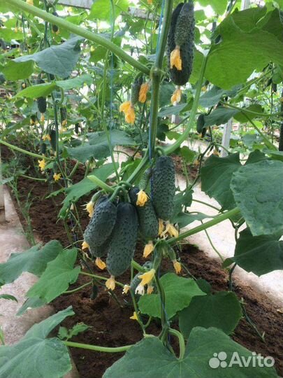 Домашние овощи, ягоды