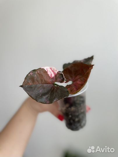 Сингониум клубничный лёд гелекси