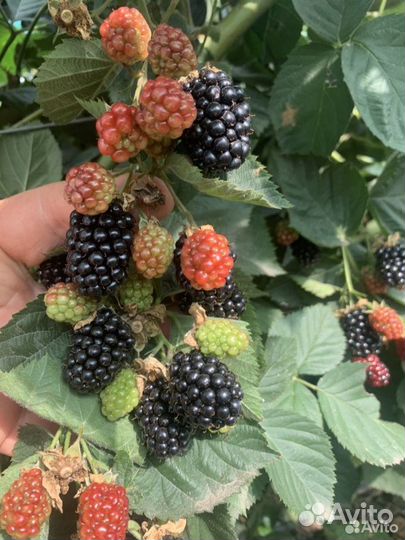 Ежевика небеса могут подождать