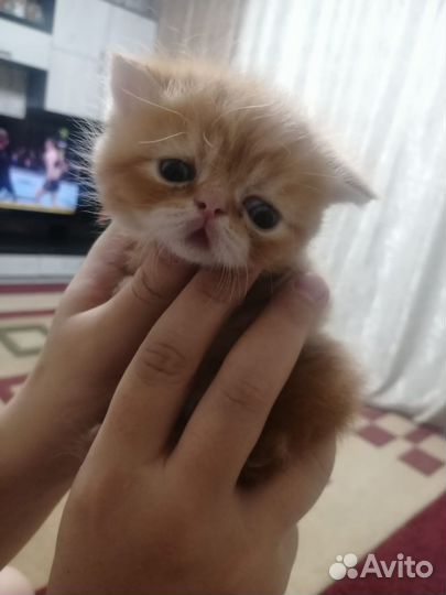 Экзотические котята