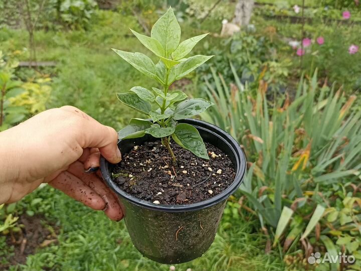 Сирень Красавица Москвы