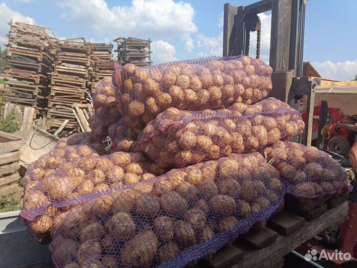 Продам картофель оптом