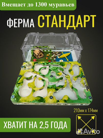 Муравьиная Ферма Стандарт Формикарий с гипсом