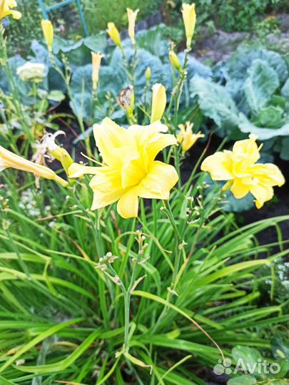 Лилейники сортовые