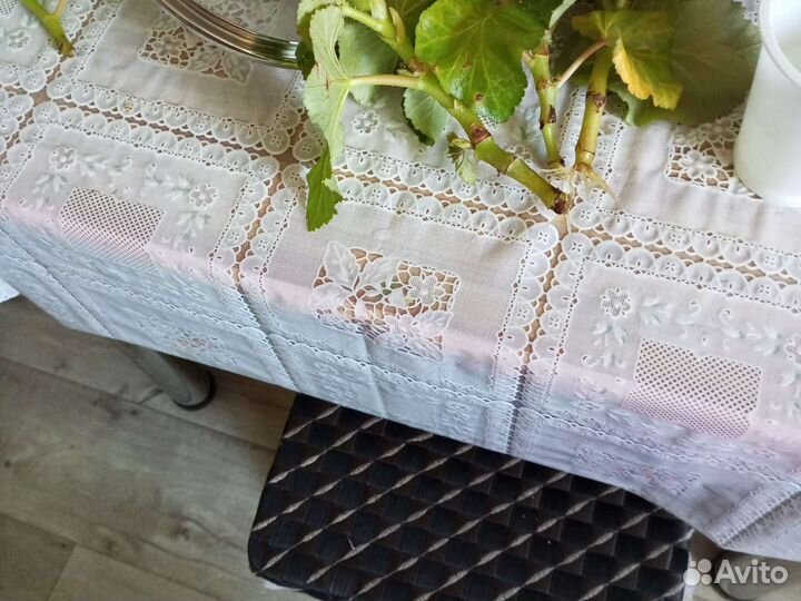 Бегония элатиор красная, глоксинии