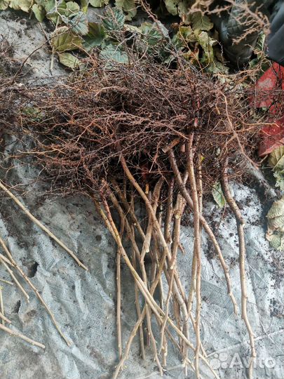 Саженцы Фундука (Кавказ, Римский, Футкурами, Прези