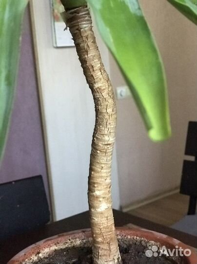 Юкка пальма