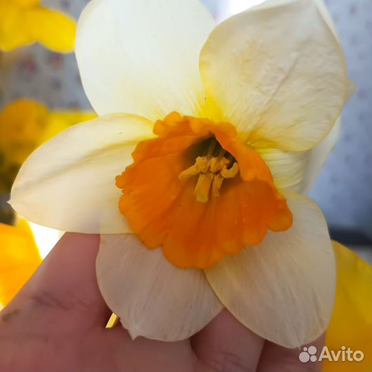 Луковицы нарциссов